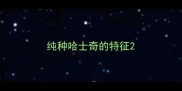 纯种哈士奇的特征