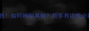 陨石边牧眼睛颜色如何辨别真假新手养边牧必看的干货攻略