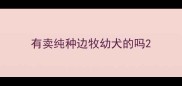 有卖纯种边牧幼犬的吗
