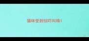 猫咪受到惊吓叫唤