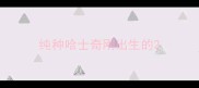 纯种哈士奇刚出生的