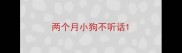 两个月小狗不听话