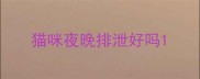 猫咪夜晚排泄好吗
