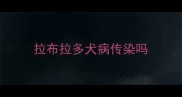 拉布拉多犬病传染吗