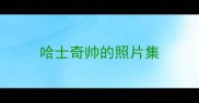 哈士奇帅的照片集