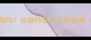 黑色拉布拉多像土狗吗品种特征与选购指南附血统鉴别技巧