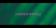 小拉布拉多犬叫什么