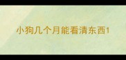小狗几个月能看清东西