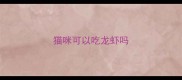 猫咪可以吃龙虾吗