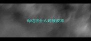 母边牧什么时候成年