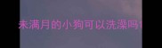 未满月的小狗可以洗澡吗