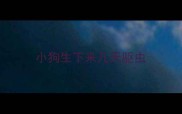 小狗生下来几天驱虫
