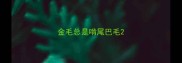 金毛总是啃尾巴毛