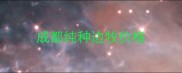 成都纯种边牧价格