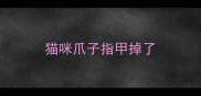 猫咪爪子指甲掉了