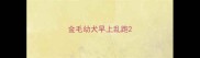 金毛幼犬早上乱跑