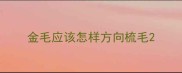 金毛应该怎样方向梳毛