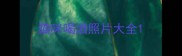 猫咪喝酒照片大全