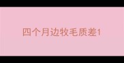 四个月边牧毛质差
