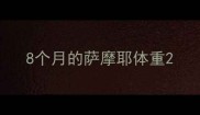 8个月的萨摩耶体重