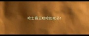 哈士奇王哈哈的老公