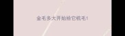 金毛多大开始给它梳毛