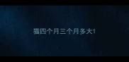 猫四个月三个月多大