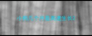 小狗几个月是高速生长