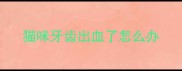 猫咪牙齿出血了怎么办