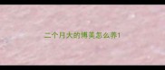二个月大的博美怎么养