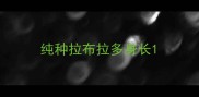 纯种拉布拉多身长