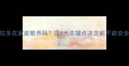 拉布拉多在家能散养吗这8大关键点决定能不能安全遛狗