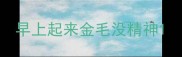 早上起来金毛没精神