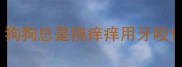 狗狗总是挠痒痒用牙咬