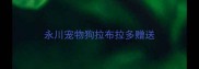 永川宠物狗拉布拉多赠送