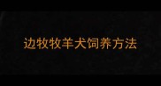 边牧牧羊犬饲养方法