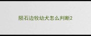 陨石边牧幼犬怎么判断