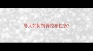冬天如何饲养拉布拉多