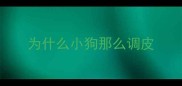 为什么小狗那么调皮