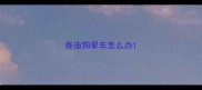 泰迪狗晕车怎么办