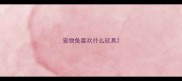 宠物兔喜欢什么玩具