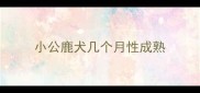 小公鹿犬几个月性成熟