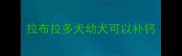 拉布拉多犬幼犬可以补钙