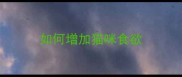 如何增加猫咪食欲