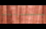 拉布拉多串犬耳朵立尾巴卷曲的品种特征与饲养指南
