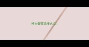 哈士奇耳朵多久立