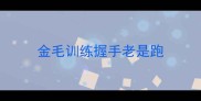 金毛训练握手老是跑