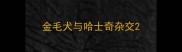 金毛犬与哈士奇杂交