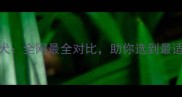 西施犬vs泰迪犬全网最全对比助你选到最适合的萌宠伴侣