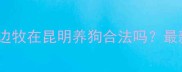 昆明边牧禁养政策解读边牧在昆明养狗合法吗最新养犬指南与合规建议